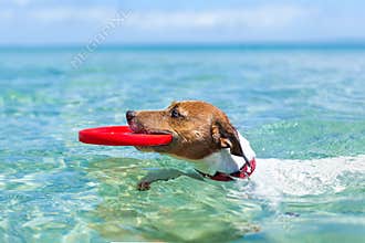 Dog frisbee