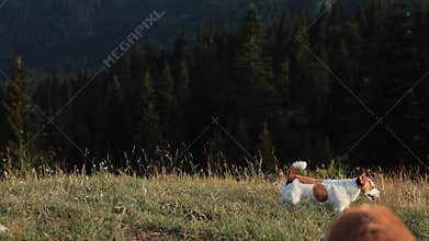 jack russell sniffing on forest trail at sunset