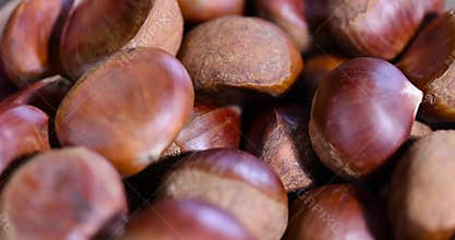 a hard edible chestnut fruit in a brown shell on a