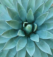 Blue Agave Plant Spines
