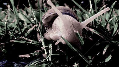 Large snail turns around and crawling on the grass