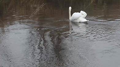 White swan gracefully gliding along fast rippling river water