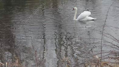 White swan gracefully gliding along fast rippling river water