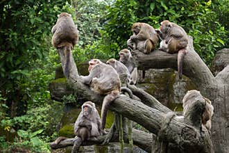 Group of Formosan Macaque monkeys sitting