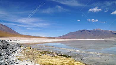 Wildlife Safari in San Pedro de Atacama, Bolivia