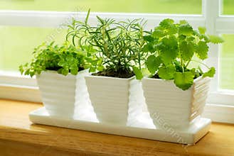 Green herbs on a window sill