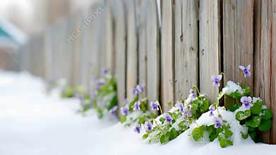 Delicate purple violets push through winter snow beside a weathered wooden fence