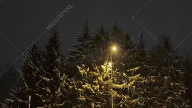 Snow falls softly over dark evergreen trees as a warm