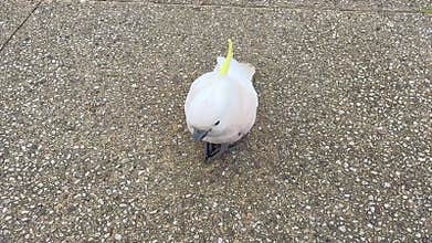 A Sulphur Crested Cockatoo standing on a pedestrian footpath