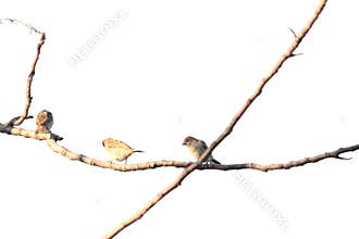 Birds perch on tree branches