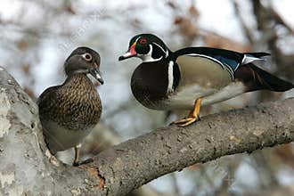Wood Duck Pair