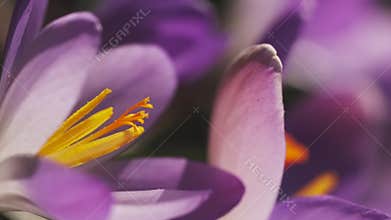 Flowering crocus spring flower