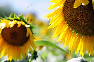 Sunflowers heads