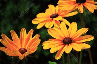 Black-Eyed Susan