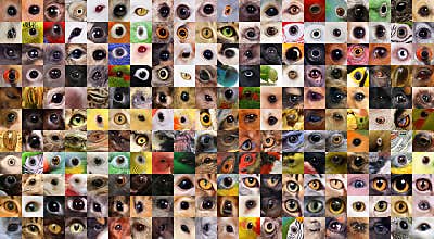 Patchwork of animals eyes