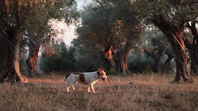 Jack Russell Terrier walking through olive grove