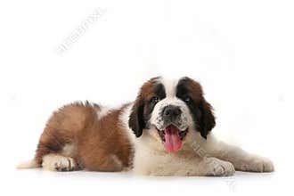 Panting Saint Bernard Puppy Lying on His Stomach