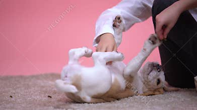 Little children playing with cute beagle puppy, animal shelter, pet adoption
