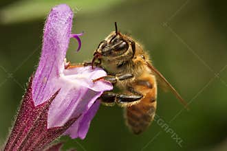 Bee