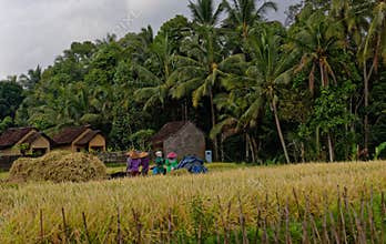 Workers in rice fields, Bali