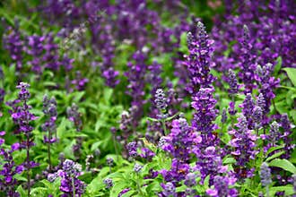 Lavender