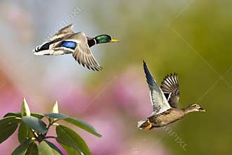 Spring Ducks In Flight