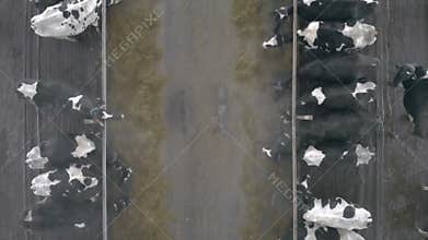 Cows feeding in a byre, top view.