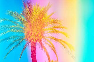 Feathery palm tree on sky background toned in vibrant saturated rainbow neon pastel colors. Surrealistic funky style. Tropical