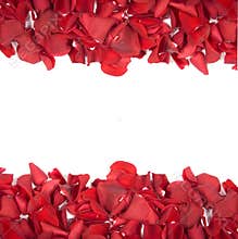 Red rose petals