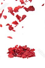 Falling rose petals