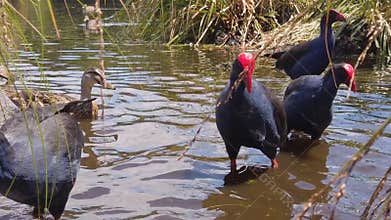 Slow motion Australasian Swamphens