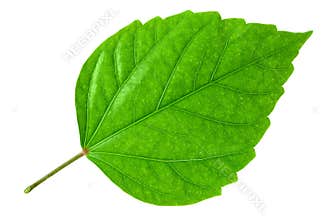 Green leaf