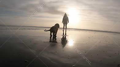 Dog sitting down following owner command on the beach