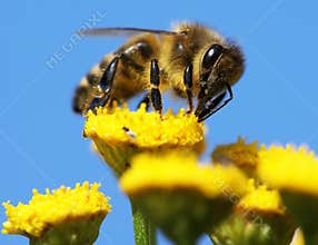 Honeybee