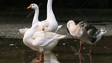 Flock of white feather goose preening plumage on wet ground