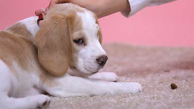 Hand stroking small puppy, homeless animal adoption, care and kindness