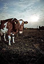 Cow in field