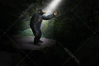 Chimp, Chimpanzee, Jungle, Africa, Hope, Light