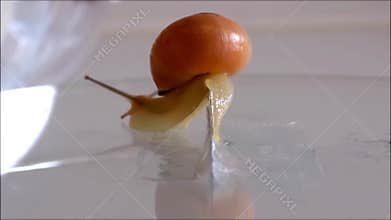 Snail crawling over a razor blade