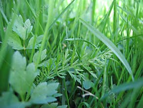 Grass closeup