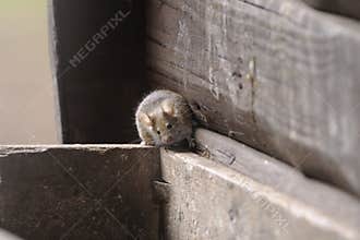 House mouse, musculus domesticus