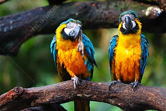 Parrot birds