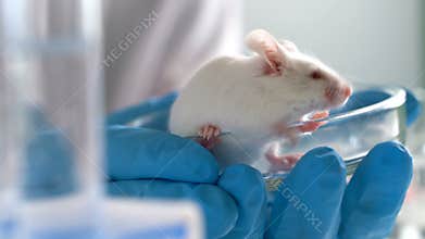 Scientist holding mice in hand