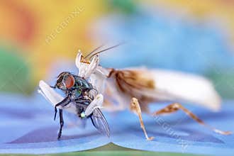 Praying mantis. adult male orchid mantis