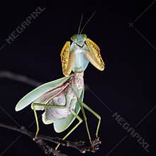 Giant Malaysian shield praying mantis Rhombodera Basalis resting on a tree