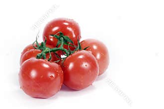 Tomatoes on Vine
