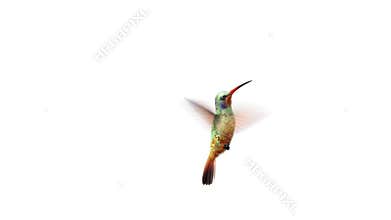 Humming bird animation