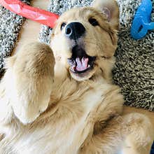 Fun with puppy