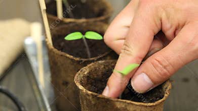 Gardening: Man separating seedlings into planting pots