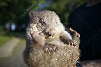Baby wombat australia